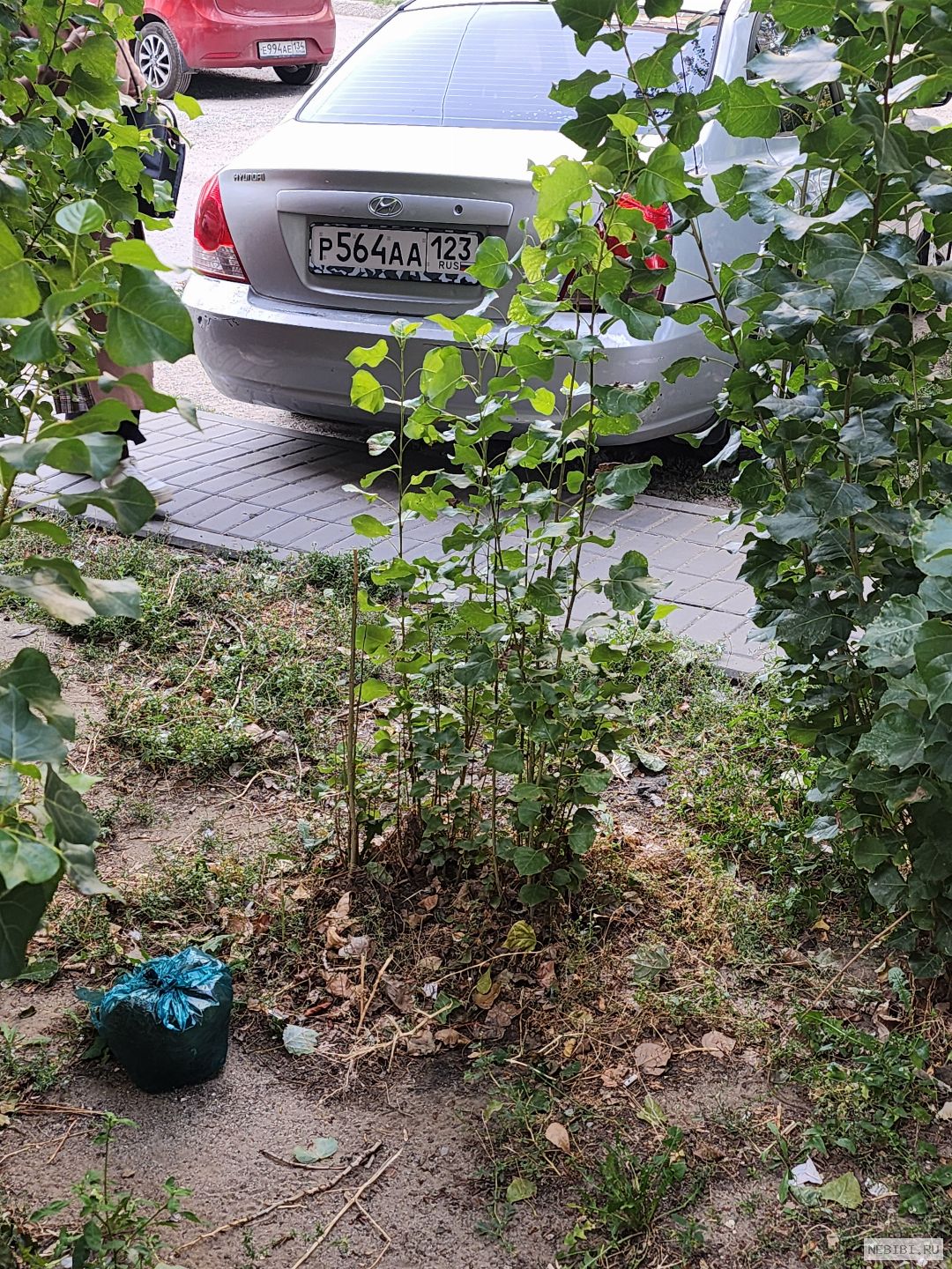 Р564АА123 (фото 2)